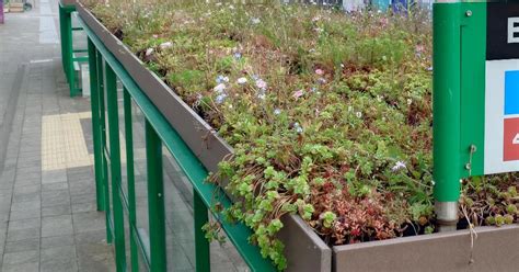 Plymouth's 'living roof' bus shelters spark fierce debate.
